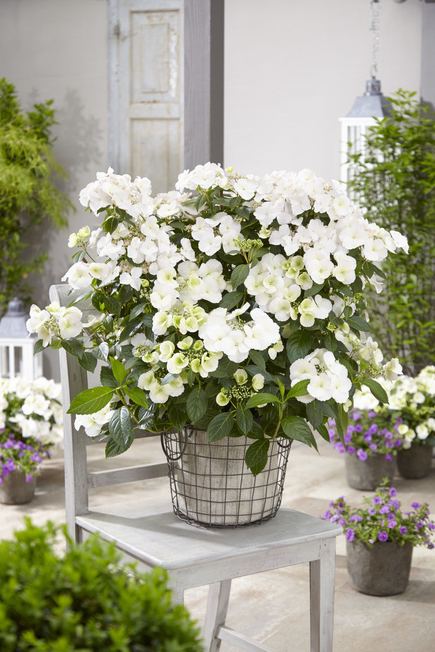 Hortensia "Runaway Bride"/ Hydrangea "Runaway Bride" - Gradina Noastra