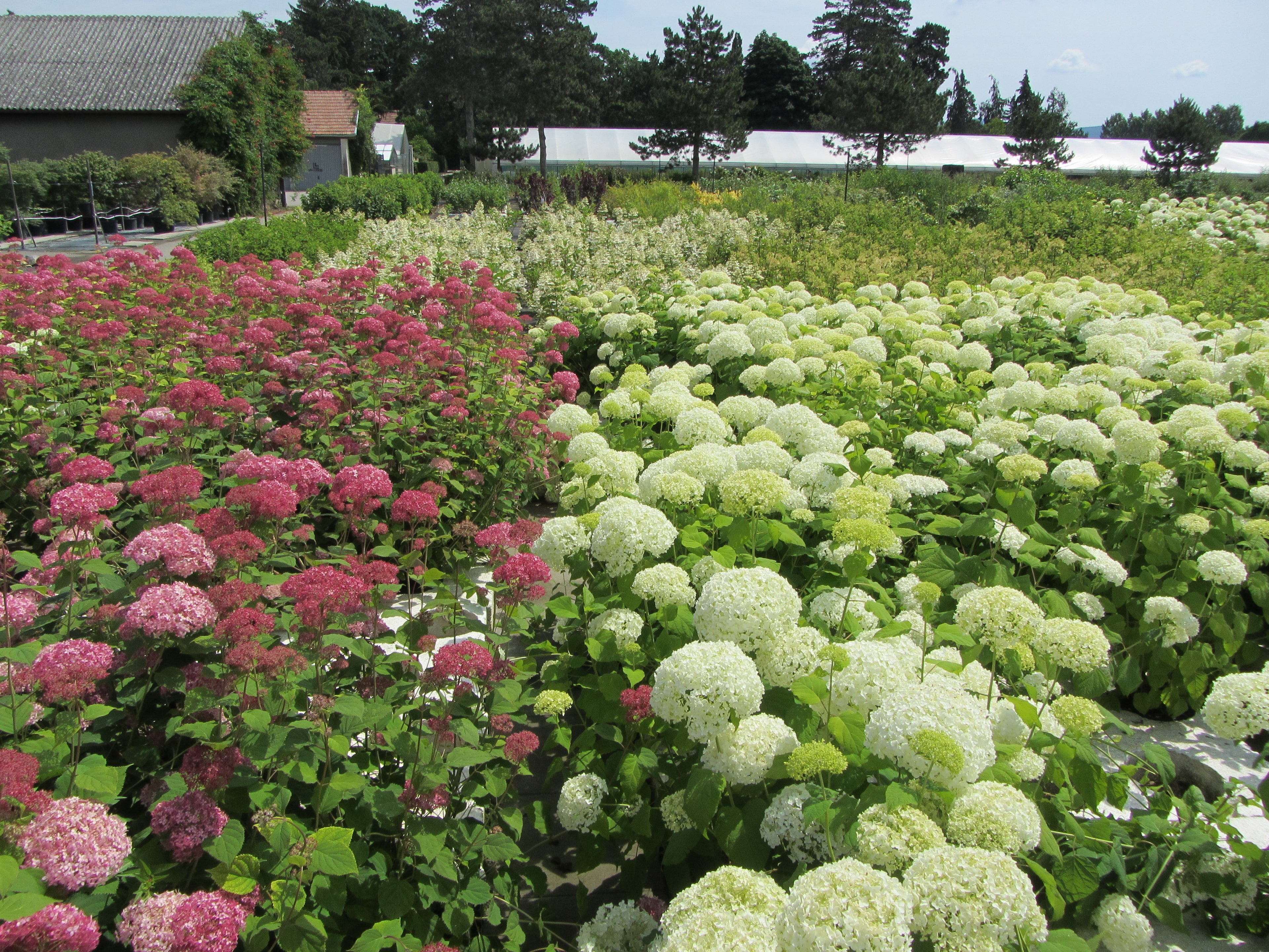Hortensia &quot;Pink Annabelle&quot; 0.20 - 0.30 m / Hydrangea arborescens &quot;Pink Annabelle&quot;/