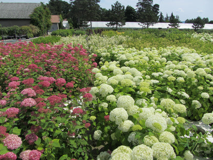 Hortensia &quot;Pink Annabelle&quot; 0.20 - 0.30 m / Hydrangea arborescens &quot;Pink Annabelle&quot;/