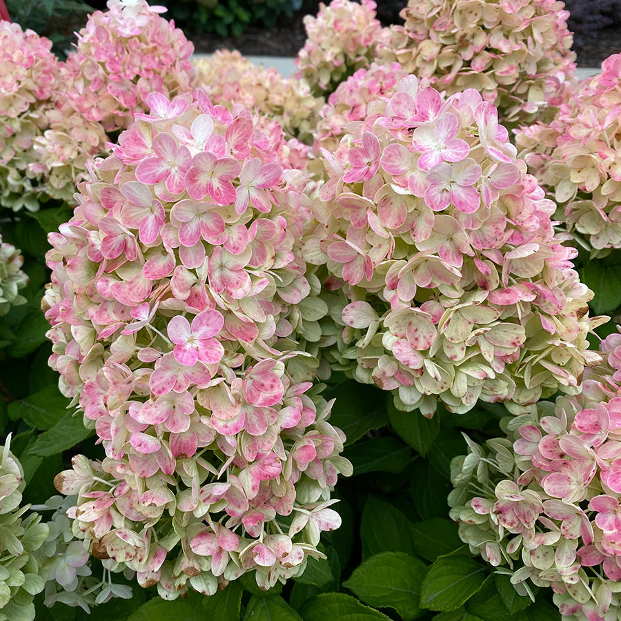 Hortensia paniculata "Tiny Quick Fire" / Hydrangea paniculata "Tiny Quick Fire" / - Gradina Noastra