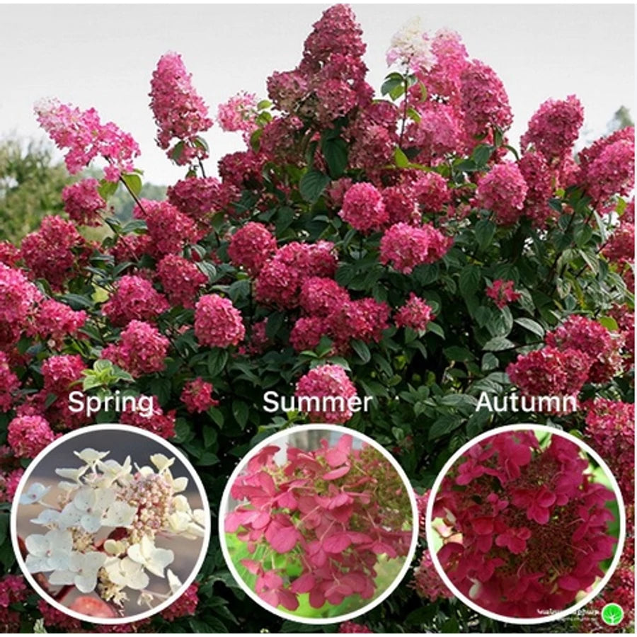 Hortensia paniculata &quot;Wim&
