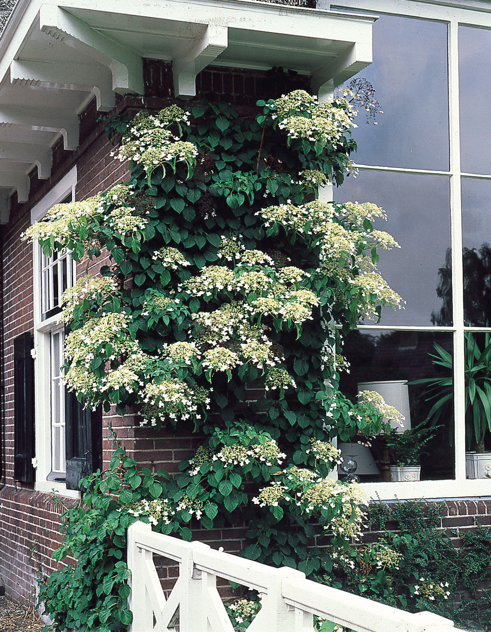 Hortensia cățărătoare / Hydrangea petiolaris /