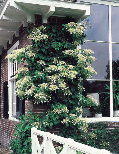 Hortensia cățărătoare / Hydrangea petiolaris /