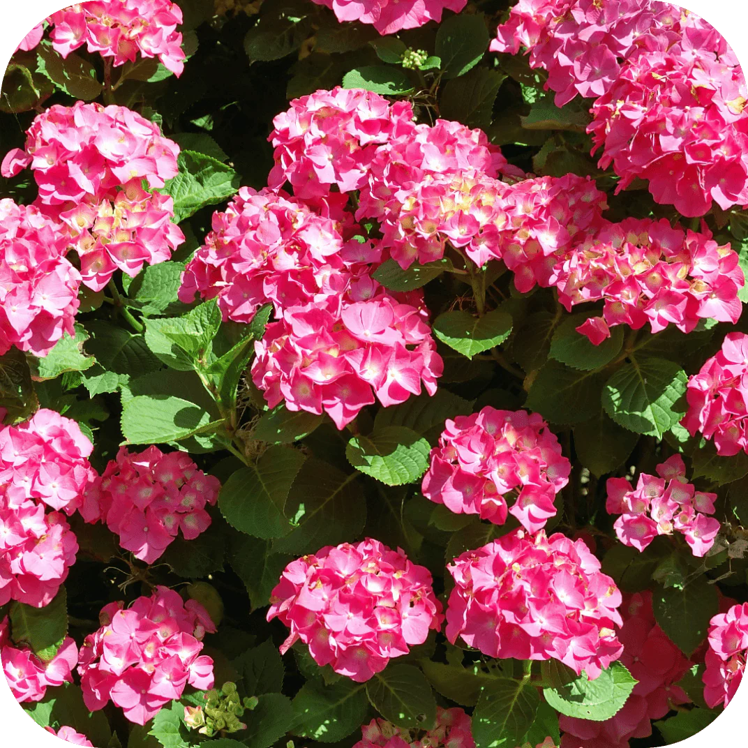 Hortensia "Maman Rose" / Hydrangea macr. "Maman Rose"/