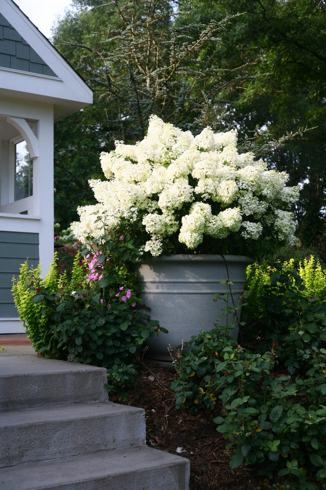 Hortensia paniculata "Bobo" în ghiveci, aducând un strop de eleganță grădinii tale. Perfectă pentru terase!