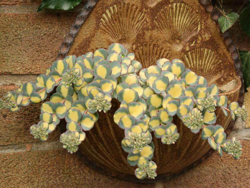 Iarba grasa / Sedum sieboldii "Mediovariegatum"/ - Gradina Noastra