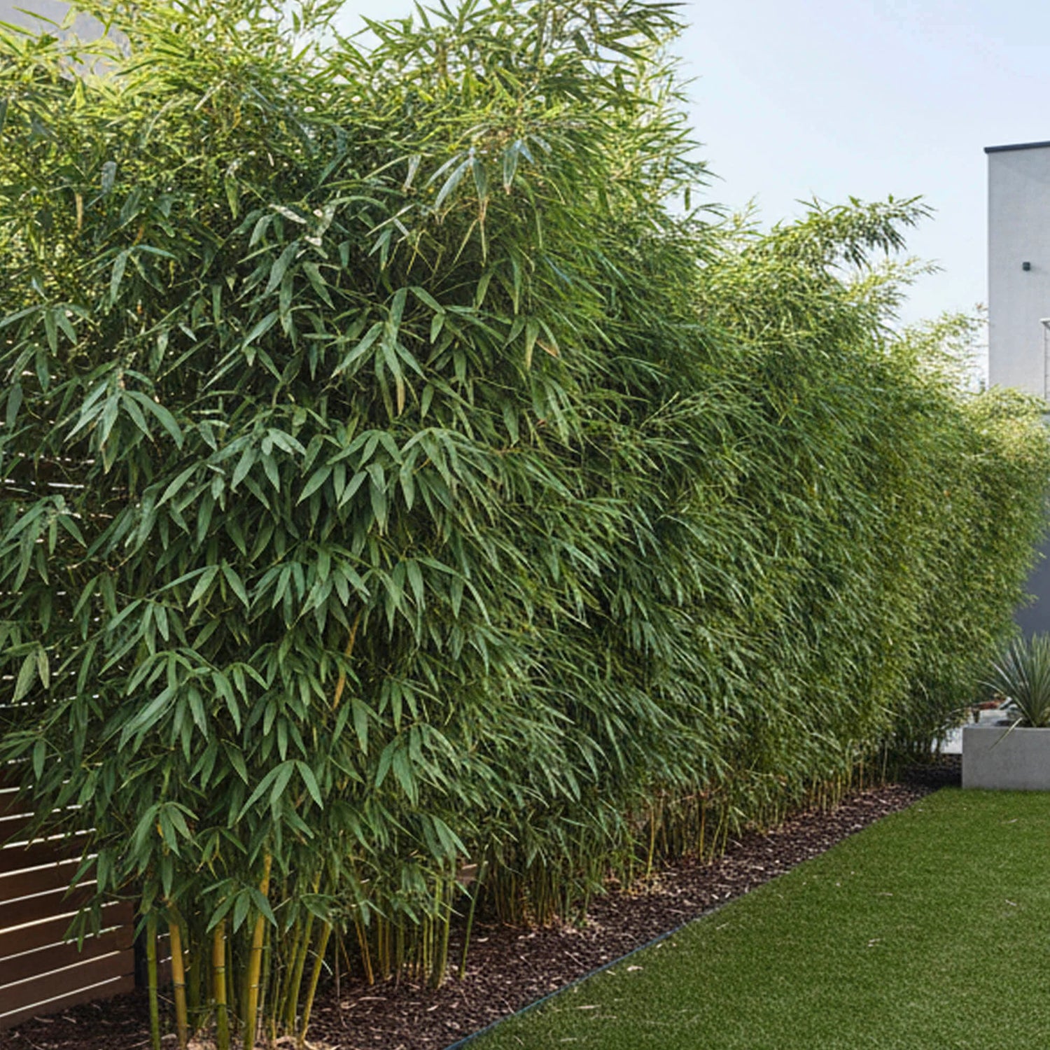 Bambus vesnic verde / Bambusa metake /