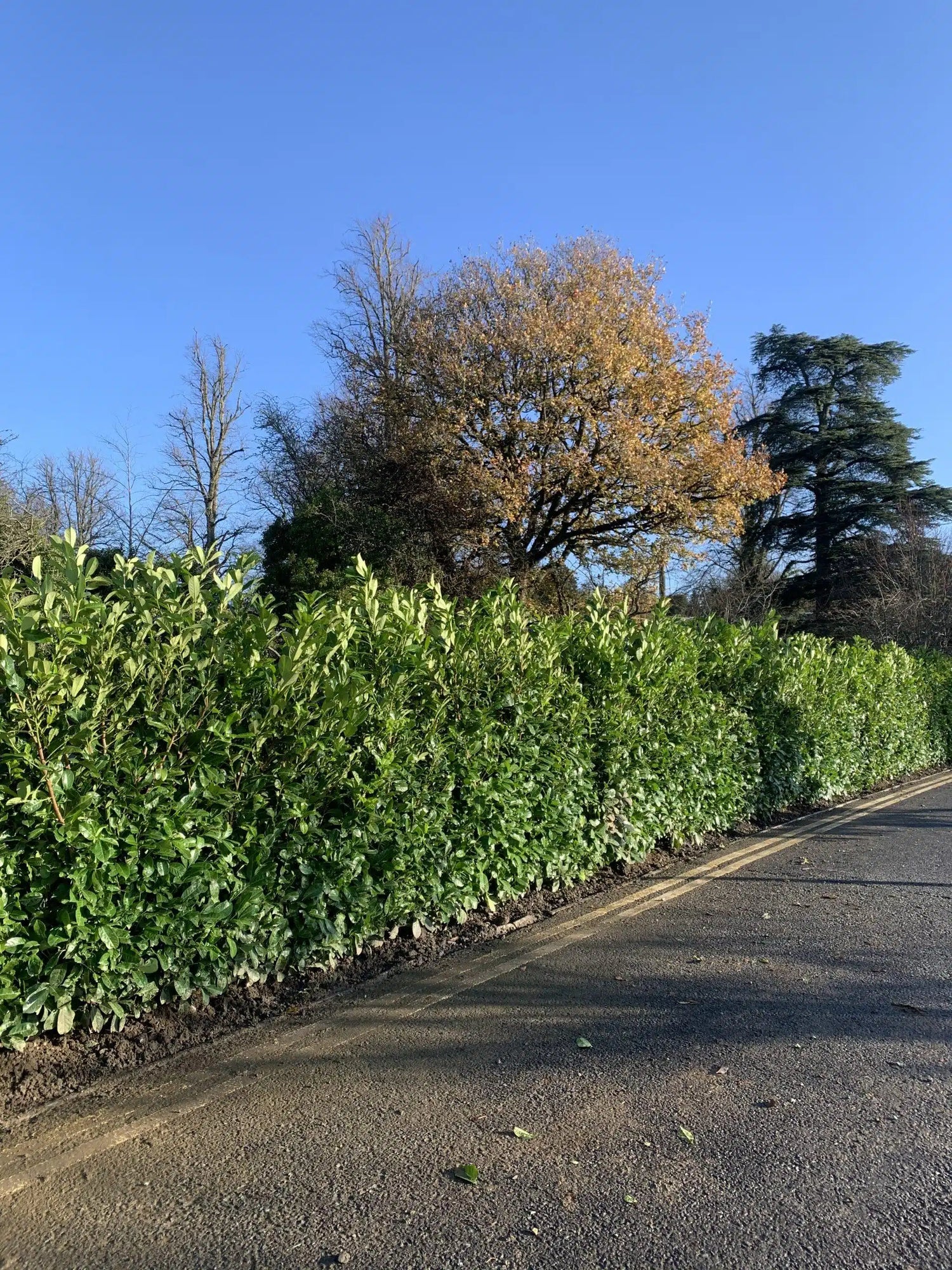 Laur englezesc "Novita" tufa / Prunus laurocerasus" Novita"/