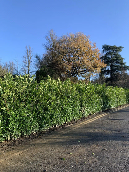 Laur englezesc "Novita" tufa / Prunus laurocerasus" Novita"/