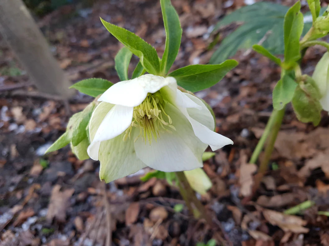Spanz / Helleborus niger / - Gradina Noastra