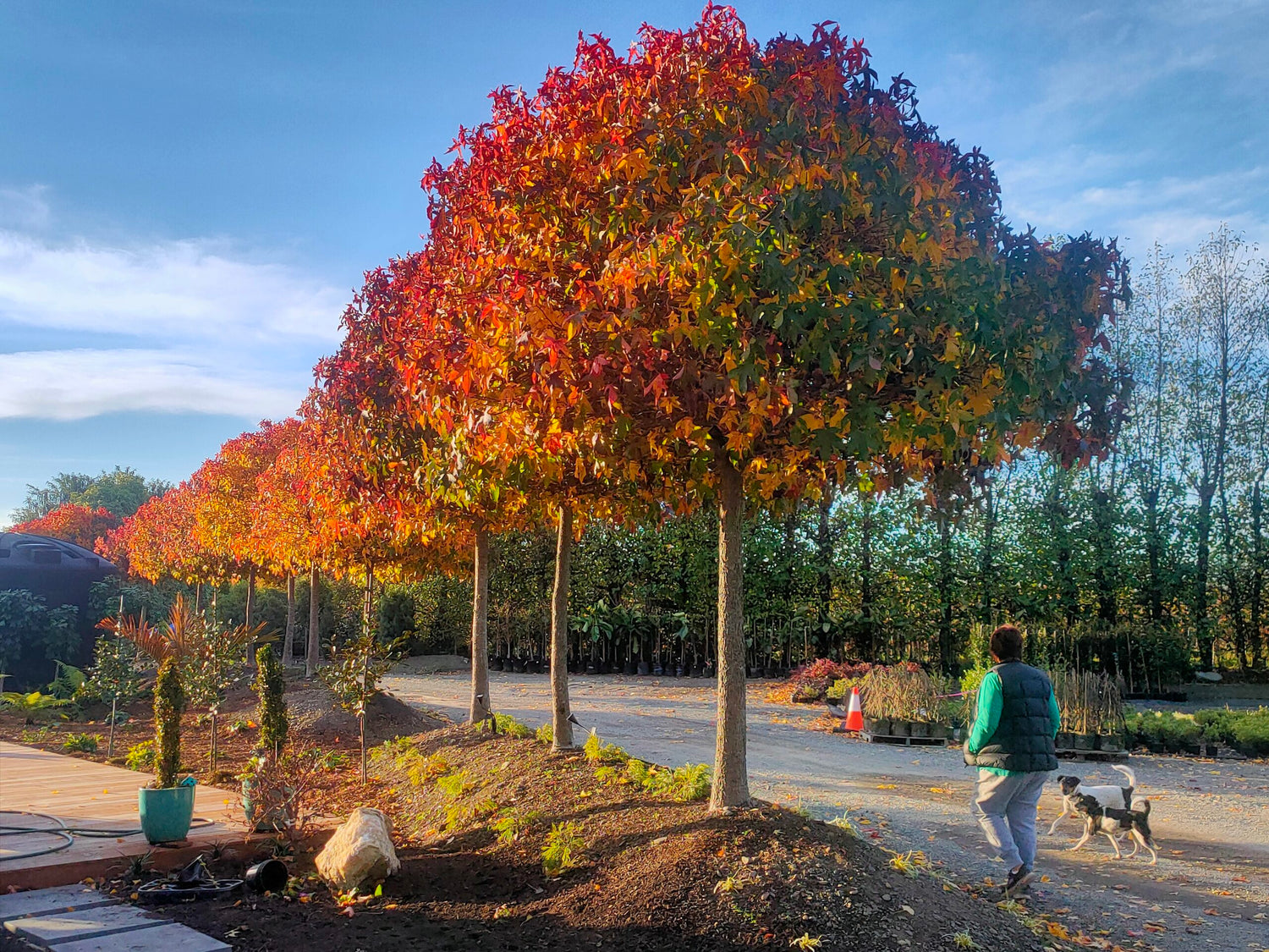 Arborele de guma "Gum Ball" 2.00 - 2.50 m / Liquidambar styraciflua "Gum Ball"/ - Gradina Noastra