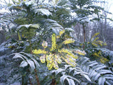 Mahonie "Charity" / Mahonia x media "Charity" / - Gradina Noastra