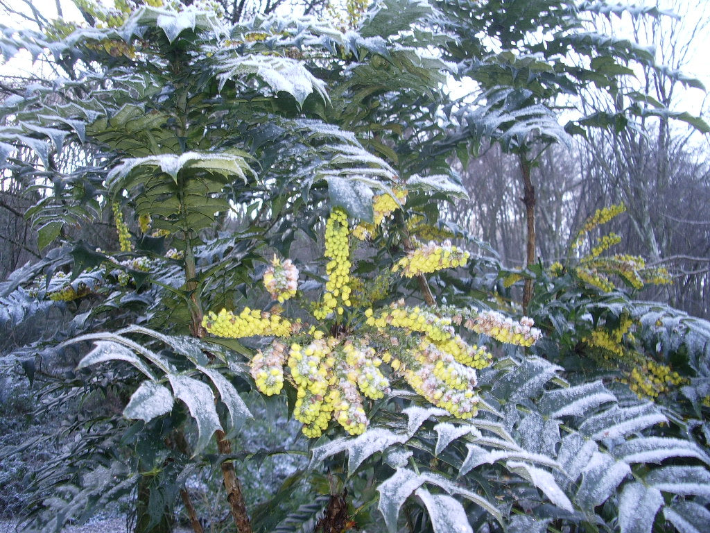 Mahonie "Charity" / Mahonia x media "Charity" / - Gradina Noastra