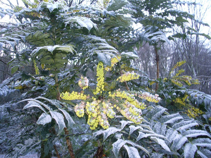 Mahonie "Charity" / Mahonia x media "Charity" / - Gradina Noastra
