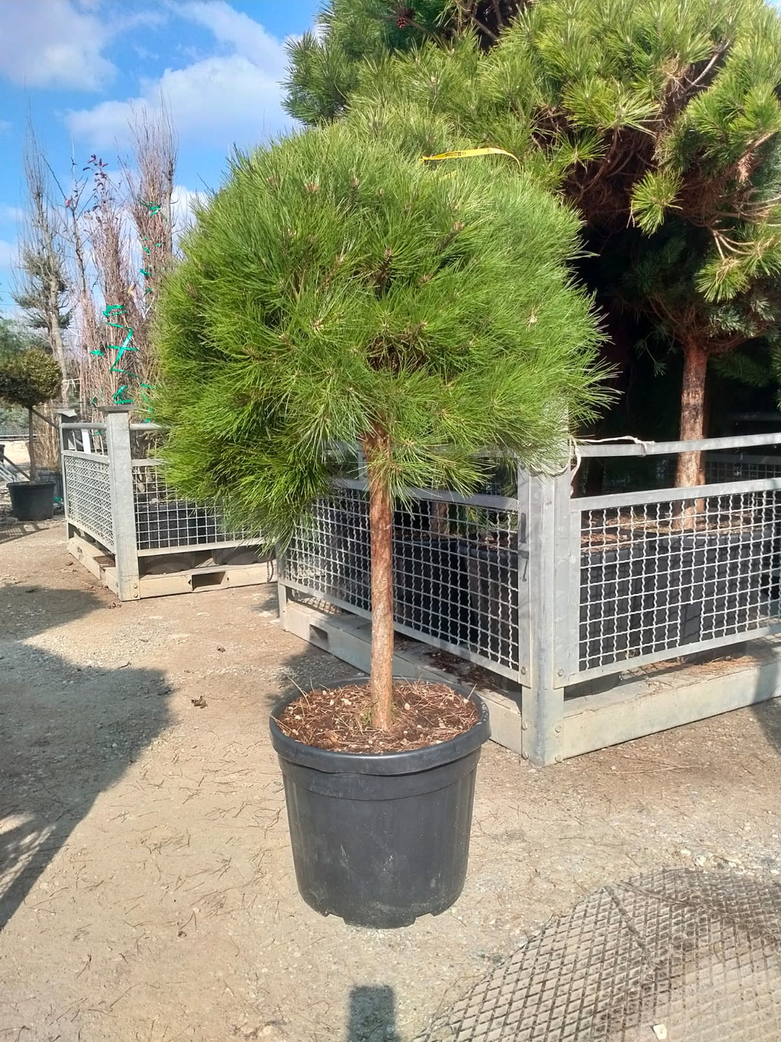 Pin negru "Pierrick Bregeon" pomisor / Pinus nigra "Pierrick Bregeon" / by gradina-noastra