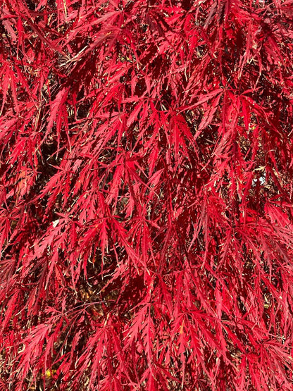 Artar japonez &quot;Tamukeyama&quot; / Acer palmatum dissectum &quot;Tamukeyama&quot;/ by gradina-noastra