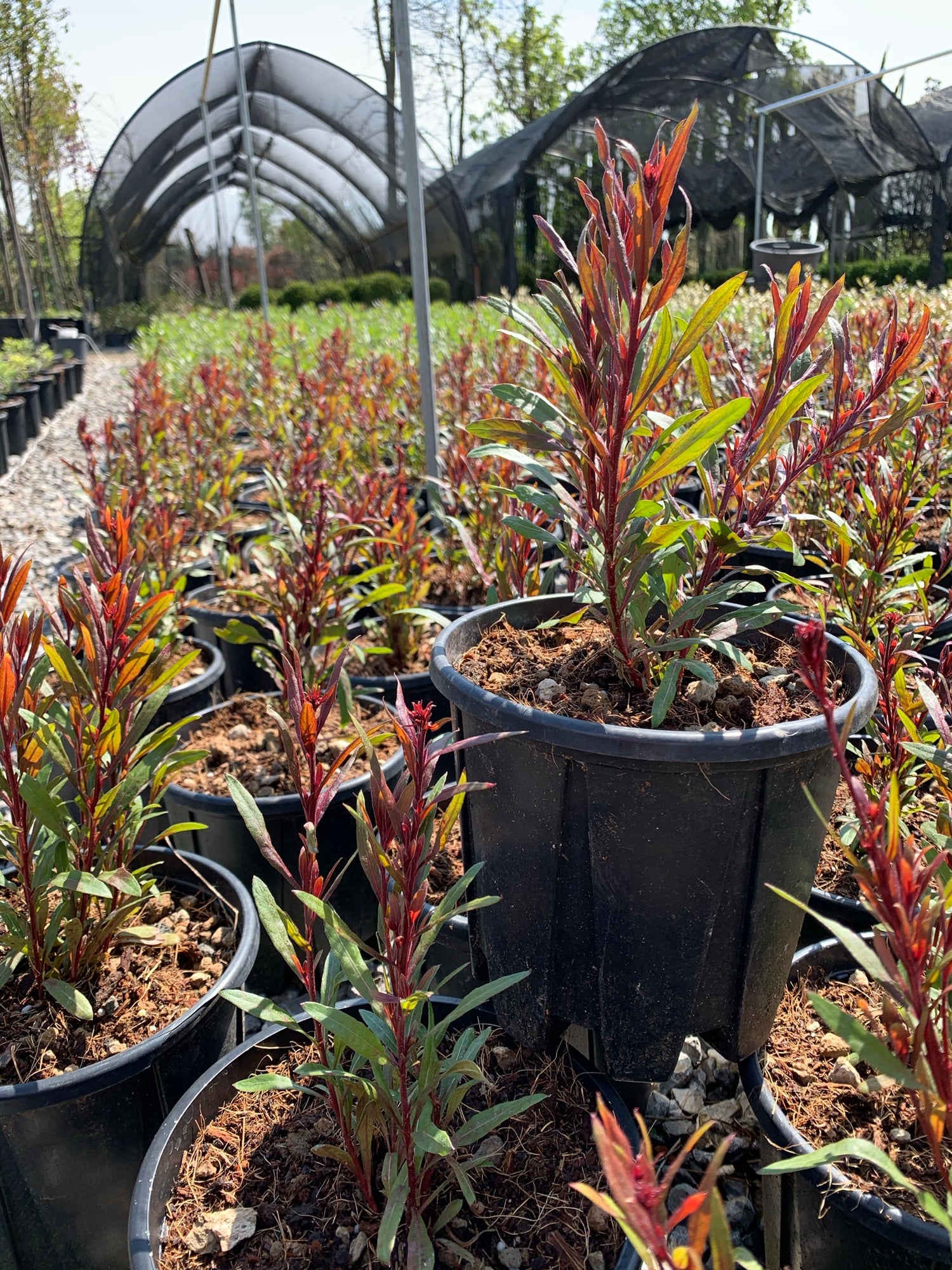 Gaura lindheimeri "Ruby Ruby" - Gradina Noastra