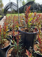Gaura lindheimeri "Ruby Ruby" - Gradina Noastra