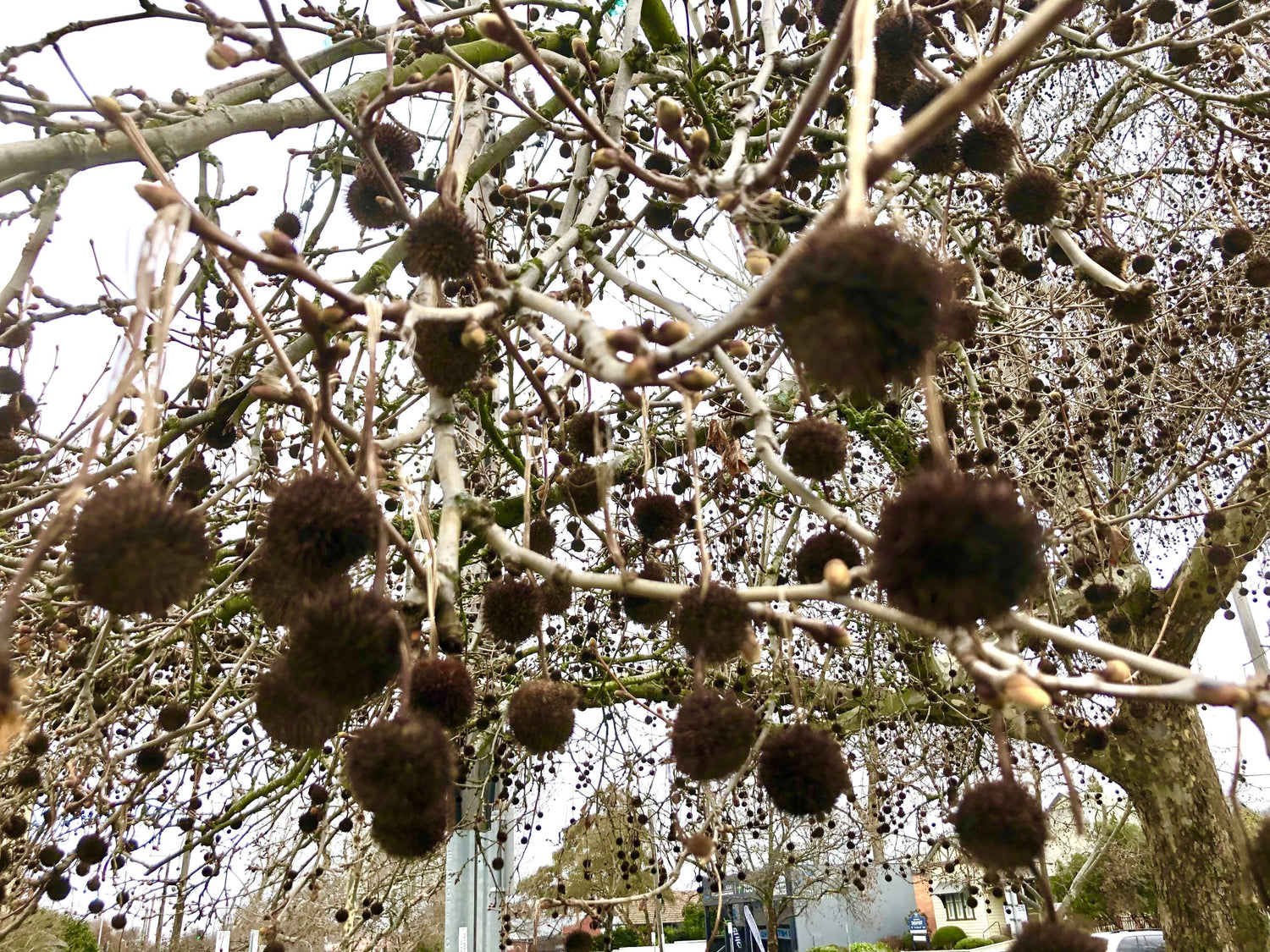Platan / Platanus x acerifolia / - Gradina Noastra