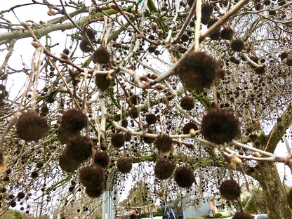 Platan / Platanus x acerifolia / - Gradina Noastra