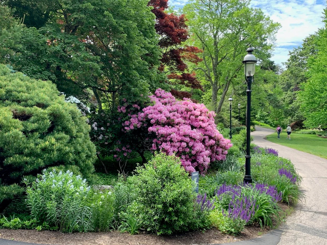 Rododendron diferite soiuri mix/buc/ Rhododendron hybrid mix/buc / - Gradina Noastra