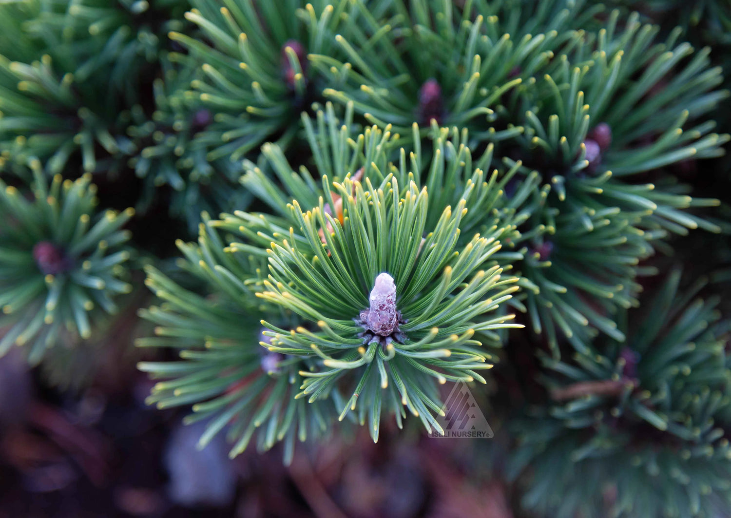 Pin pitic "Green Pearl"  /"Pinus Mugo "Green Pearl"/ - Gradina Noastra