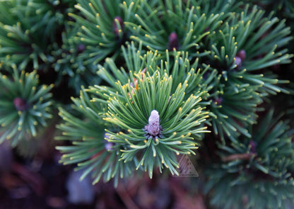 Pin pitic "Green Pearl"  /"Pinus Mugo "Green Pearl"/ - Gradina Noastra