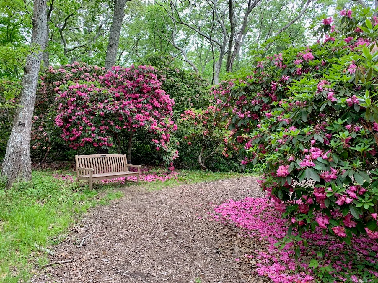 Rododendron diferite soiuri mix/buc/ Rhododendron hybrid mix/buc / - Gradina Noastra