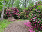 Rododendron diferite soiuri mix/buc/ Rhododendron hybrid mix/buc / - Gradina Noastra