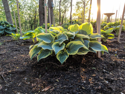 Hosta "First Frost" - Gradina Noastra