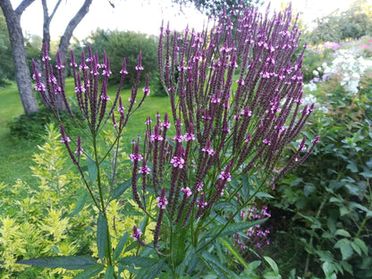 Verbena hasata "Rosea" - Gradina Noastra