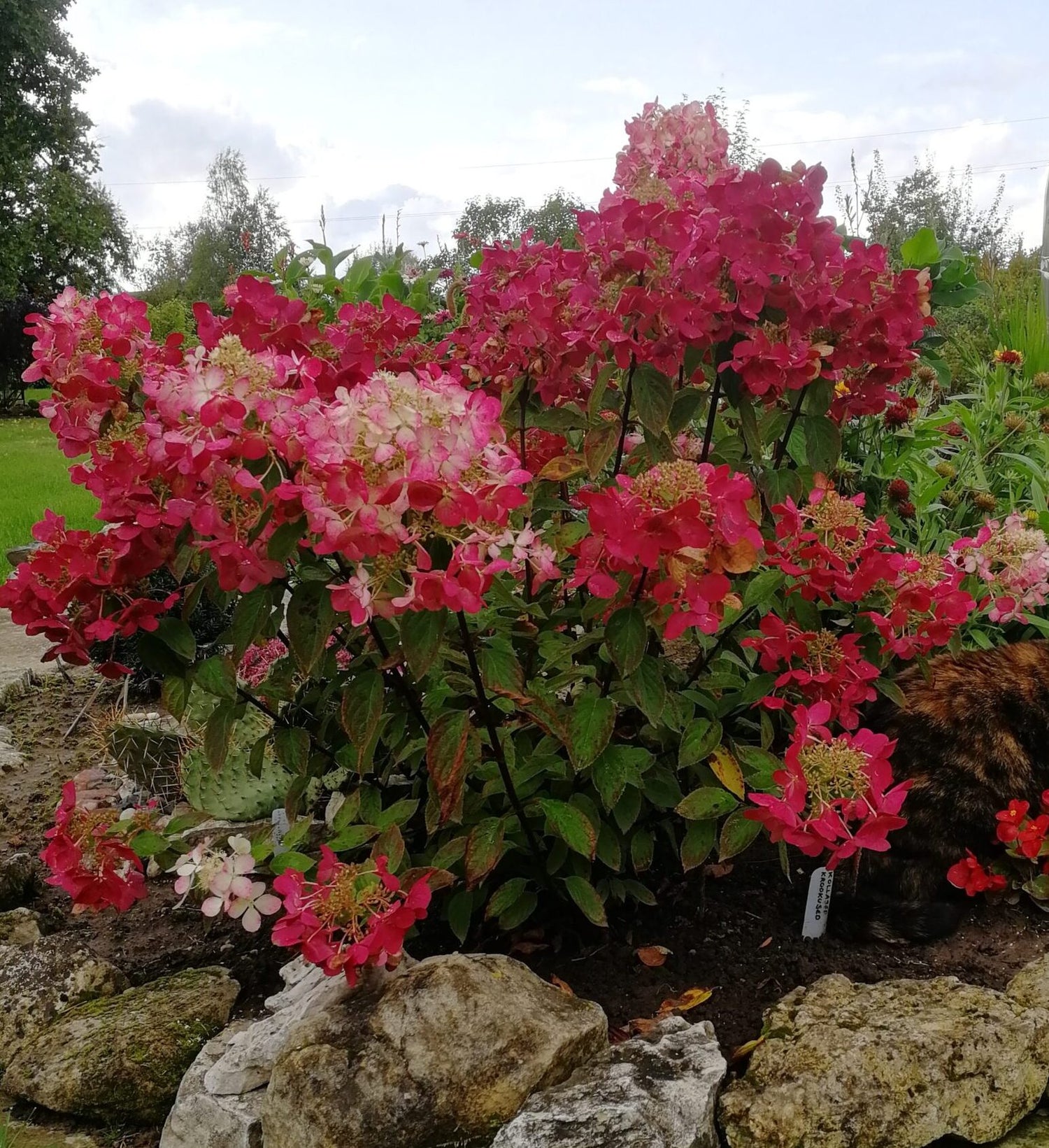 Hortensia paniculata "Diamond Rouge" / Hydrangea paniculata "Diamond Rouge"/