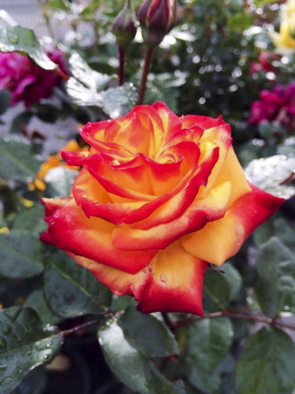 Trandafir pe picior "Mein Munchen" / Rosa "Mein Munchen"/