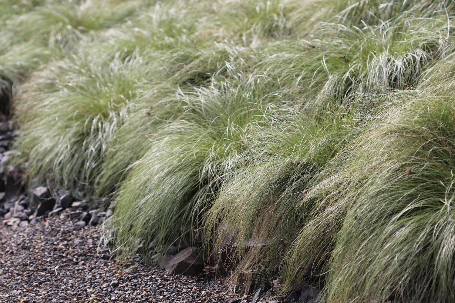 Carex morrowii &quot;Frosted Curls&quot; 0.20 - 0.30 m
