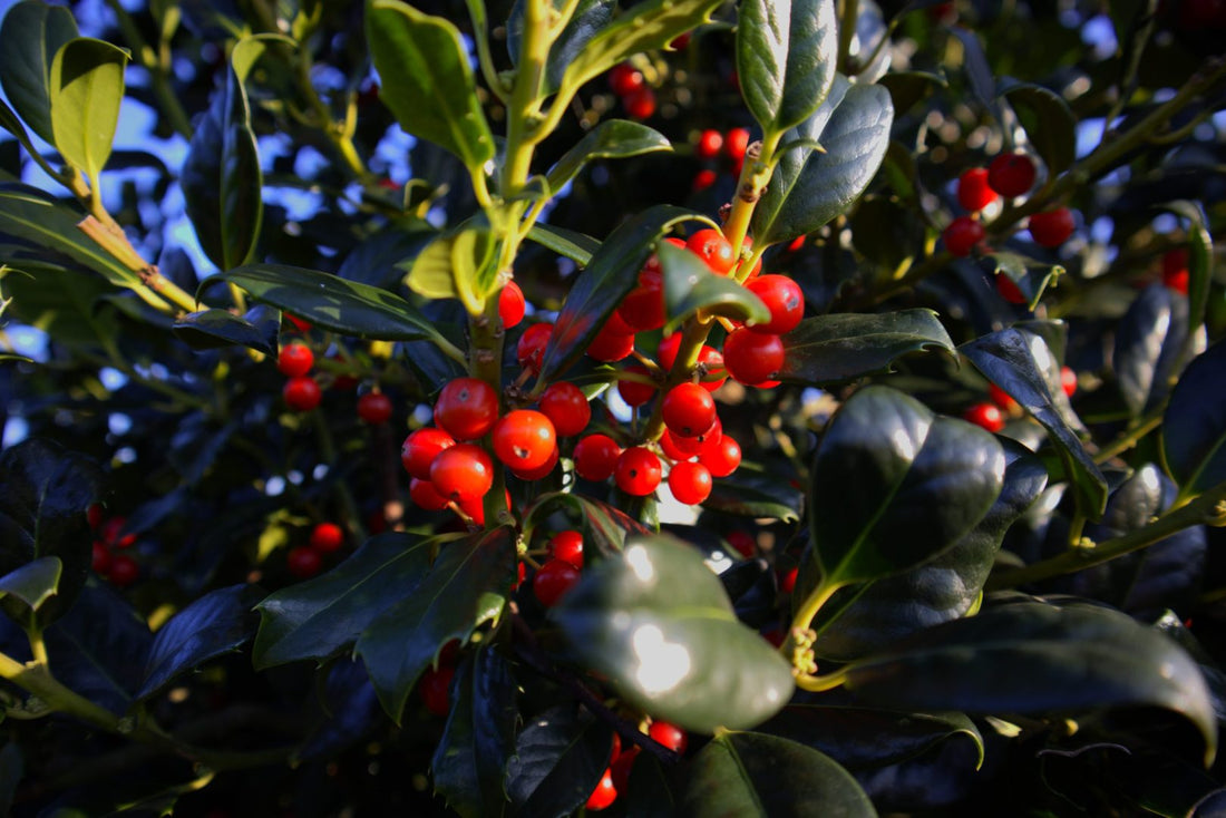 Ilex &quot;Nellie R.Stevens&quot; con / Ilex mutchagara &quot;Nellie R.Stevens&quot;/ by gradina-noastra