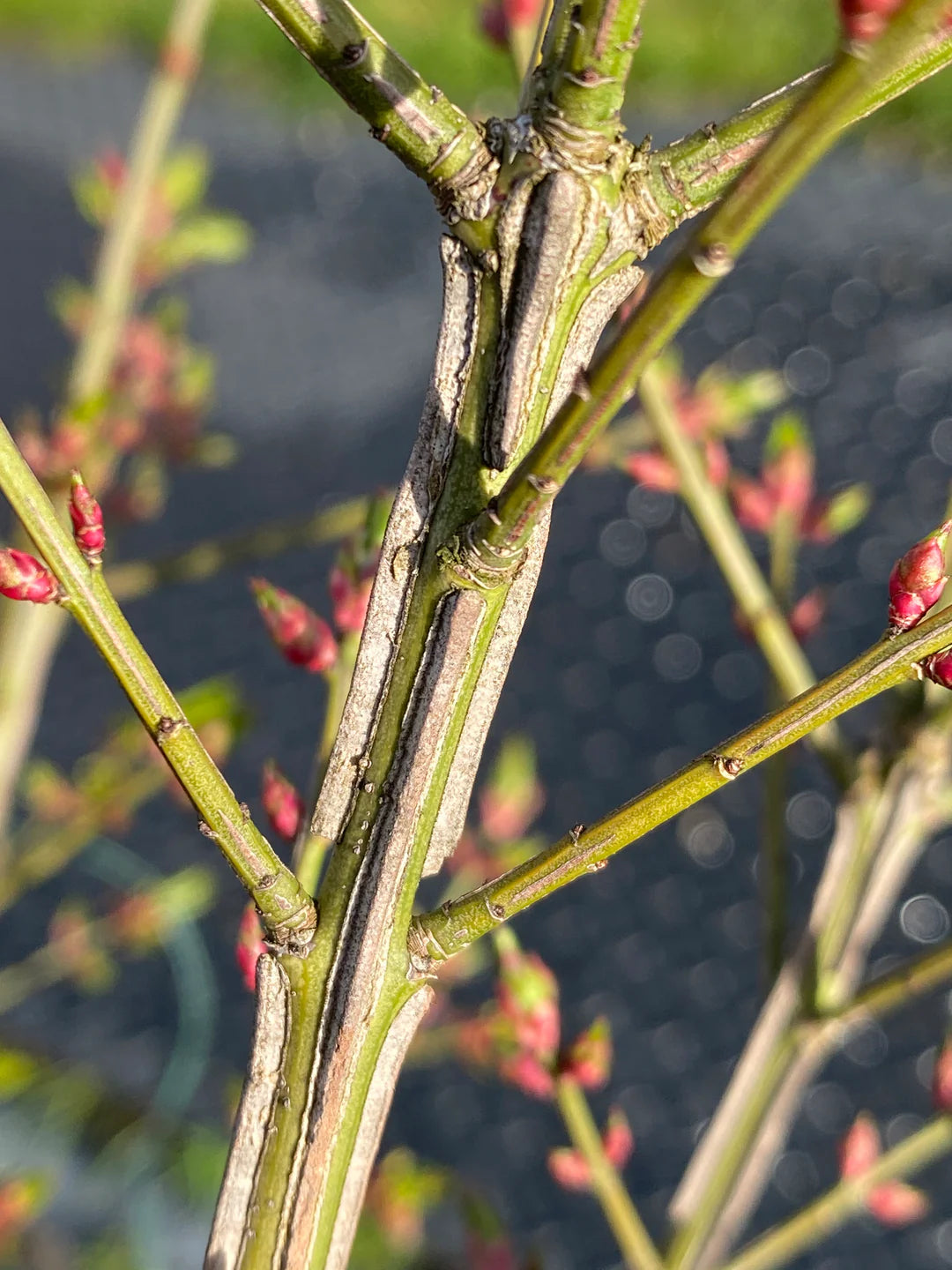 Euonymus alatus "Compactus" multitulpinal / Euonymus alatus "Compactus"  /