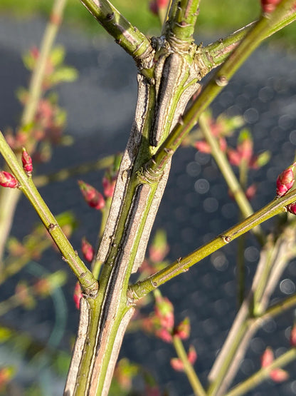 Euonymus alatus "Compactus" multitulpinal / Euonymus alatus "Compactus"  /
