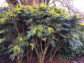 Mahonie "Charity" / Mahonia x media "Charity" / - Gradina Noastra