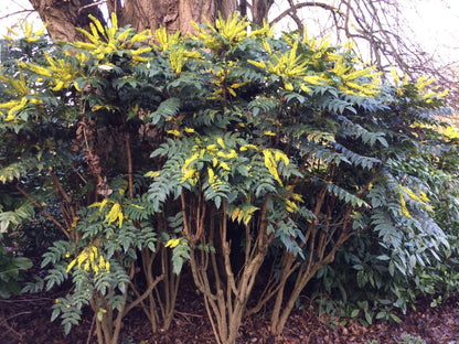 Mahonie "Charity" / Mahonia x media "Charity" / - Gradina Noastra