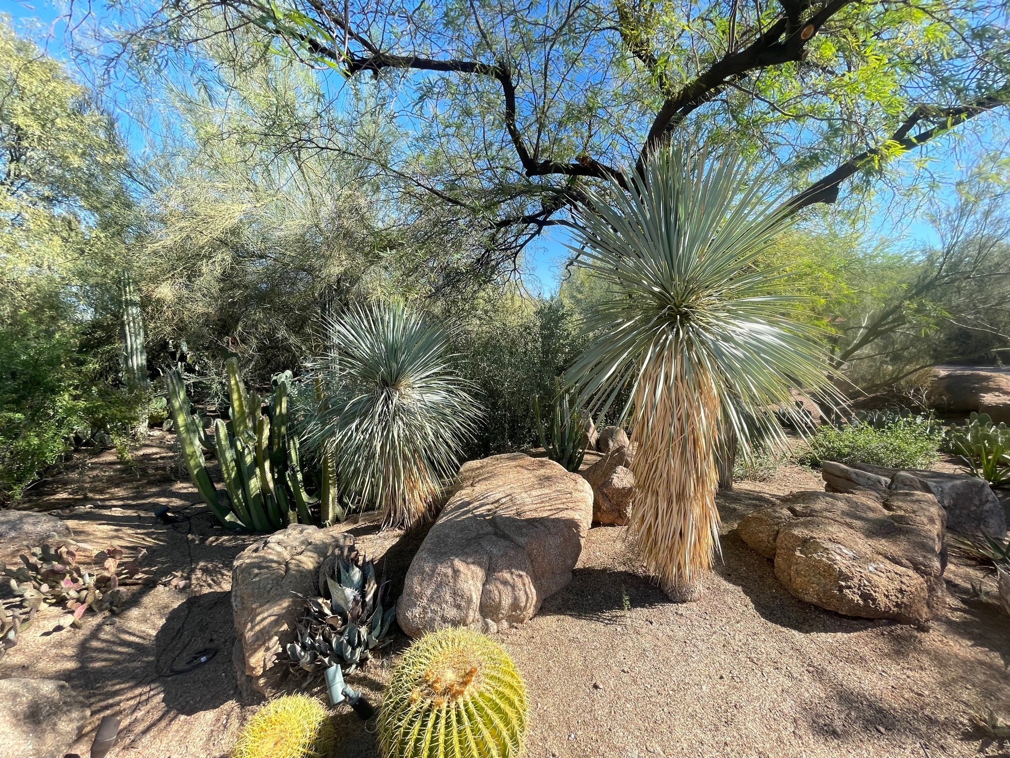 Yucca rostrata 0.60 - 1.00 m / Yucca rostrata/