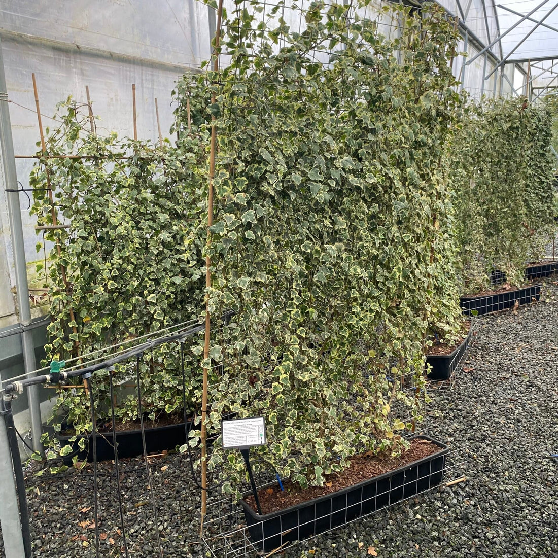 Iedera "Elegantissima" palier / Hedera helix "Elegantissima"/ - Gradina Noastra