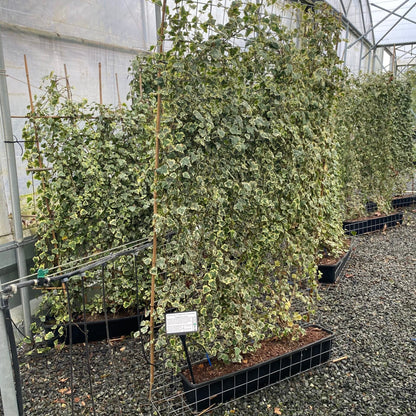 Iedera "Elegantissima" palier / Hedera helix "Elegantissima"/ - Gradina Noastra