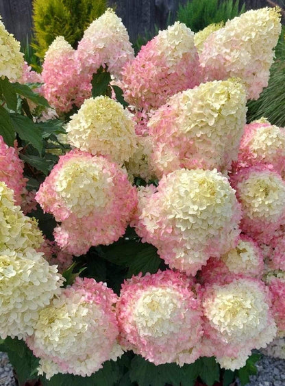 Hortensia paniculata &quot;Pinkachu&quot; / Hydrangea paniculata &quot;Pinkachu&quot; /