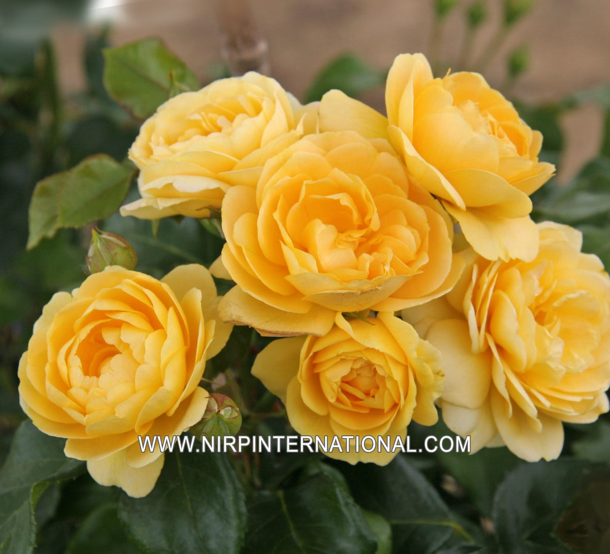 Trandafir floribunda " Indiane"/ Rosa floribunda " indiane"/