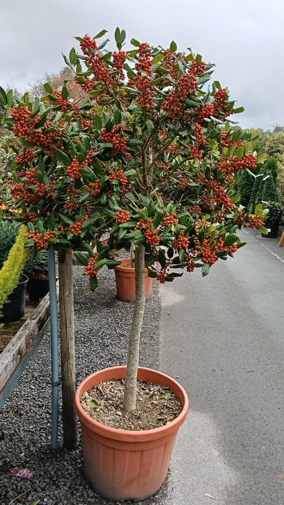 Ilex "Nellie R.Stevens" pomisor / Ilex mutchagara "Nellie R.Stevens"/