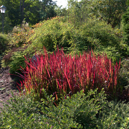 Imperata "Red Baron" / Imperata cylindrica "Red Baron"/