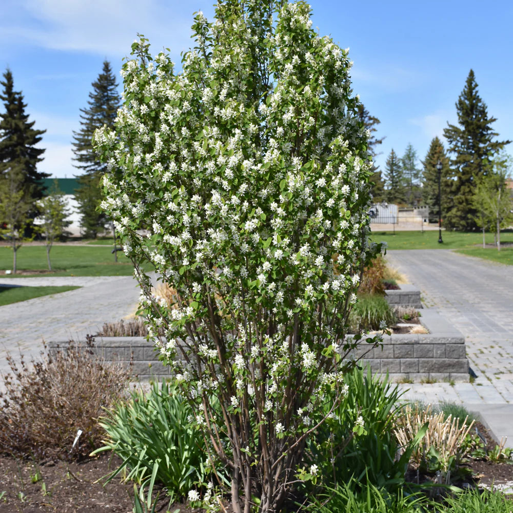 Arbore de stafide &quot;Obelisk&quot; 1.50 - 1.70 m / Amelanchier alnifolia &quot;Obelisk&quot;/