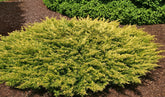 Ienupar "Limeglow" / Juniperus horizontalis "Limeglow"/ by gradina-noastra