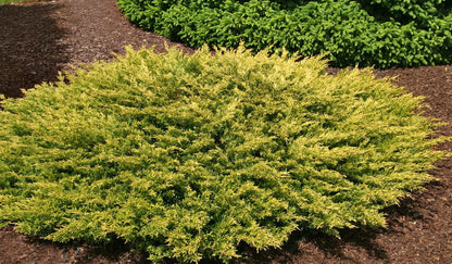 Ienupar &quot;Limeglow&quot; / Juniperus horizontalis &quot;Limeglow&quot;/ by gradina-noastra