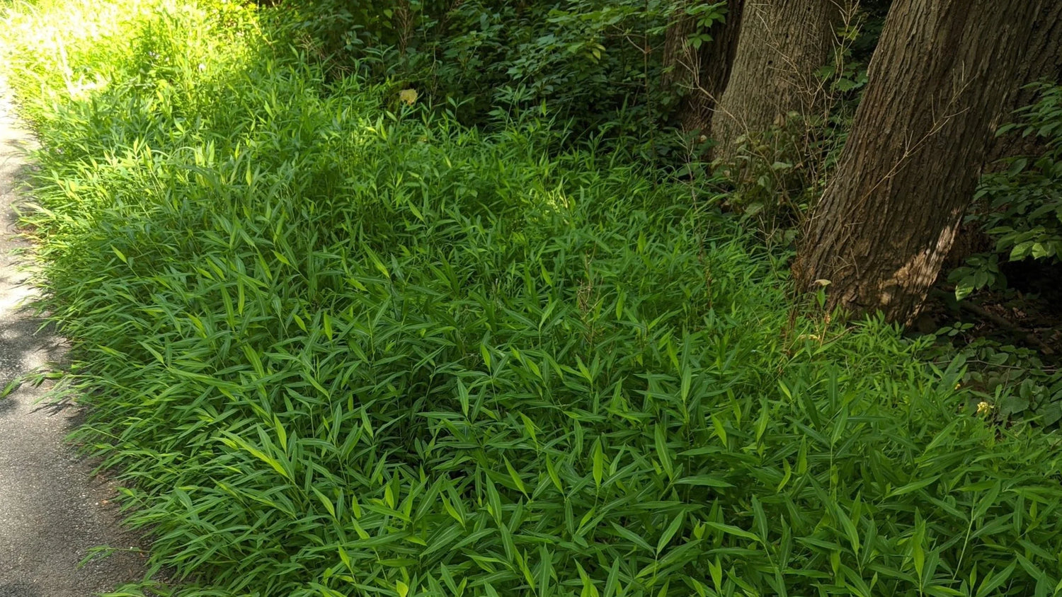 Bambus vesnic verde pitic / Pleioblastus pygmaeus "Distichus" /